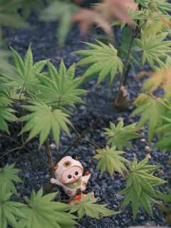 三花招财猫-资料图