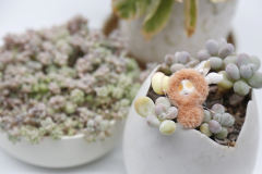 卡塔卡塔-橙色-资料图