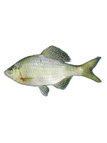 斑鳞鱼刺鳞亚种