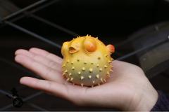 河豚鱼丸-资料图