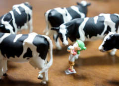 小岩井四叶 Yotsuba & Holstein-资料图