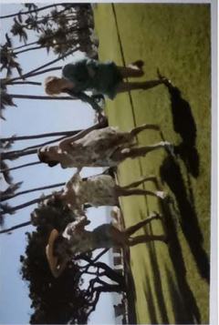 夏威夷pb团体明信片 ver.F