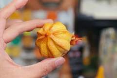 泡芙寄居蟹-资料图