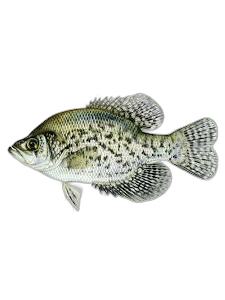 黑斑刺盖太阳鱼