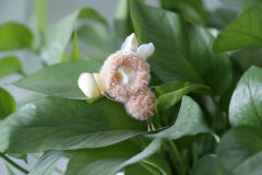 卡塔卡塔-橙色-资料图