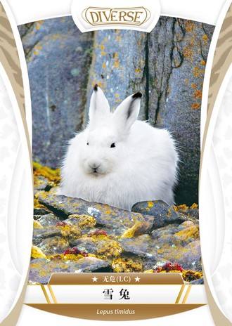 雪兔