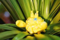 黄色涂鸦蟹-资料图