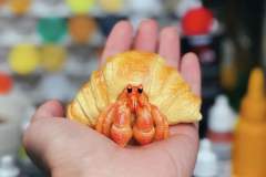 牛角包寄居蟹 -资料图