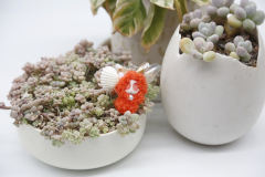 卡塔卡塔-红色-资料图