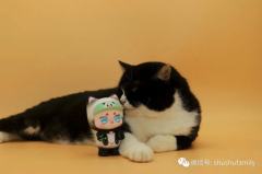 熊猫猫TIMI-资料图