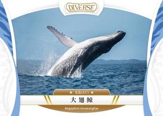 大翅鲸