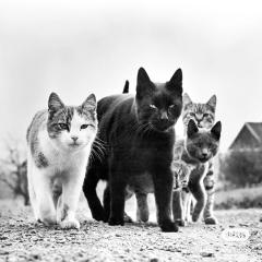 CAT（前传）-资料图