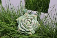 原色多肉龟-资料图