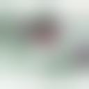 银背猿