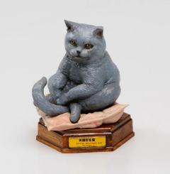 美短短毛猫