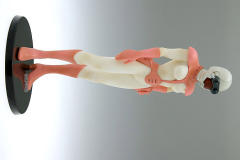 Treasure Figure Collection 菲娅娜 -资料图