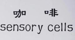 感官咖啡 sensory cells