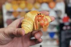 牛角包寄居蟹 -资料图