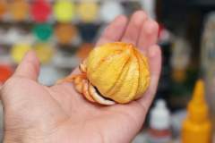 泡芙寄居蟹-资料图