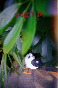 福萌FLOOMON-小道下山-资料图