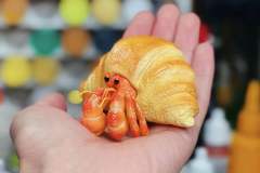 牛角包寄居蟹 -资料图