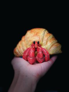 牛角包寄居蟹 -资料图