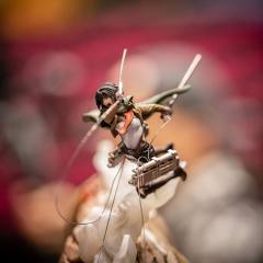 Elite Exclusive Statue 铠之巨人 三笠·阿克曼 巨人 -资料图
