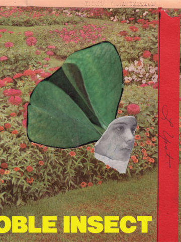 Noble Insect