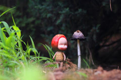 【红蘑菇森林】小红菇站姿小fengfeng-资料图