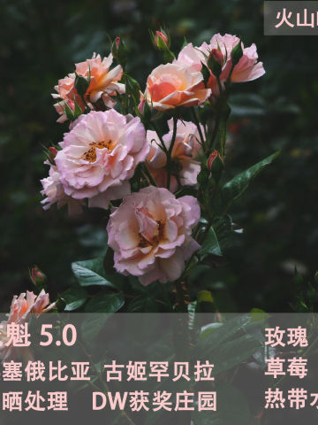 埃塞俄比亚花魁5.0