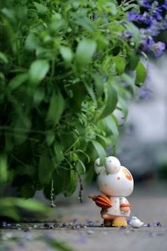 珍珠小糖豆-资料图