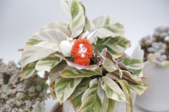 卡塔卡塔-红色-资料图