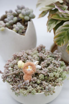 卡塔卡塔-橙色-资料图