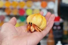 泡芙寄居蟹-资料图