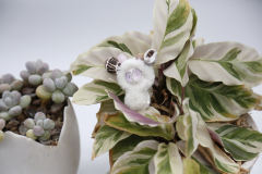 卡塔卡塔-白色-资料图