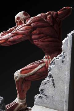 Ultimate Modeling Collection Figure 超大型巨人 -资料图