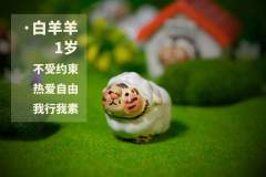 白羊羊-资料图