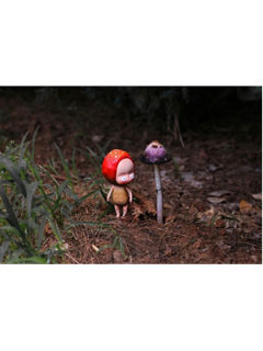 【红蘑菇森林】小红菇