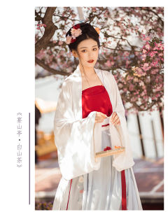 白山茶/红山茶-资料图