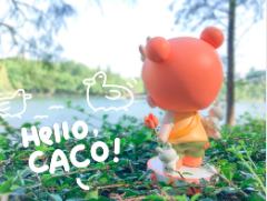 初代橙色郁金香CACO