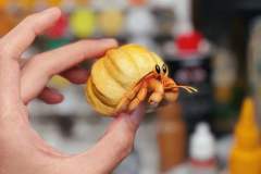 泡芙寄居蟹-资料图