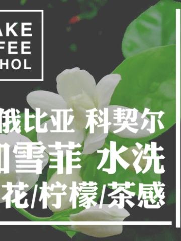 碧罗亚 水洗 耶加雪菲