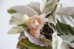 卡塔卡塔-橙色-资料图