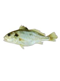 帕瓦克彭纳石首鱼