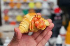 牛角包寄居蟹 -资料图