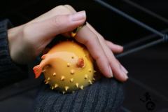 河豚鱼丸-资料图