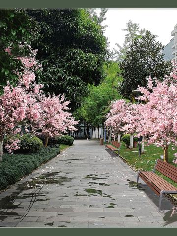 樱花街道