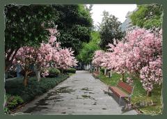 樱花街道