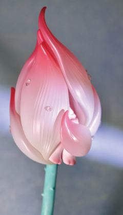 荷花苞Notte-资料图