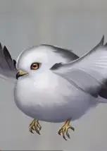 绣球